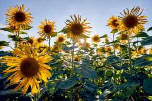 Sonnenblumen im Morgenlicht Sonnenblumen im Morgenlicht